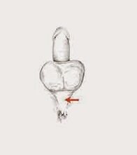 potensmuskler og deres spenning for å øke styrken